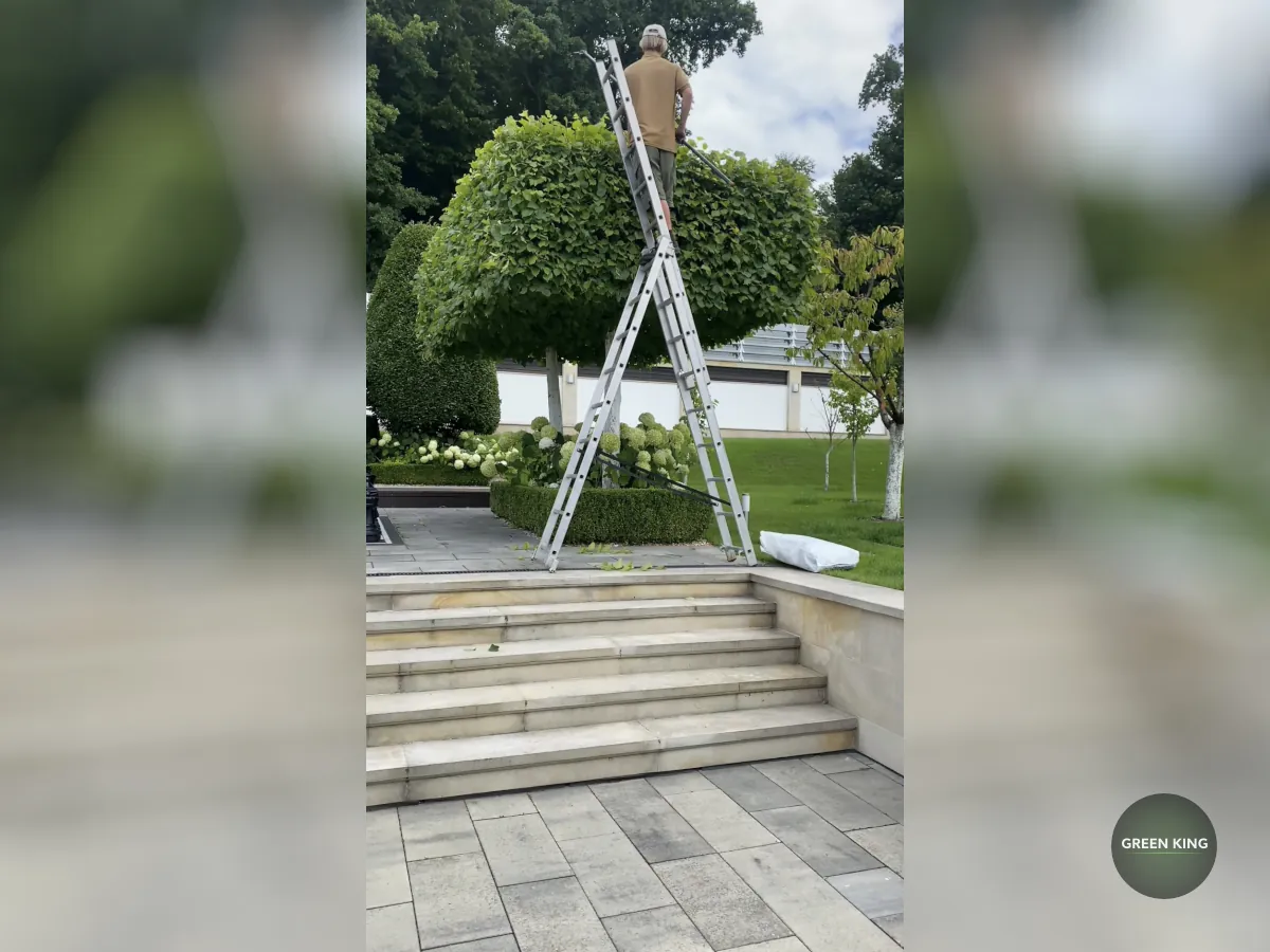 Догляд за кущами та рослинами