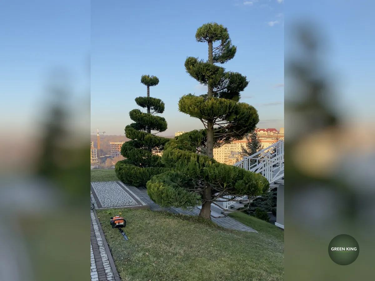 Догляд за кущами та рослинами